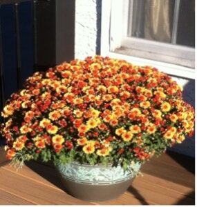 Yellow and Red Mums