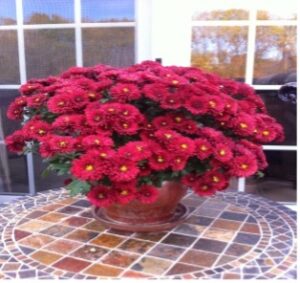 Red Mums