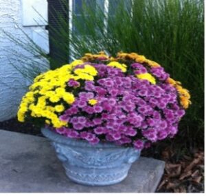 Yellow & Purple Mums