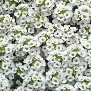 alyssum_white