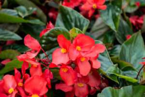 annual-begonia-red