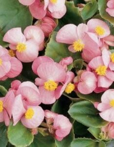 Annuals Begonia Pink