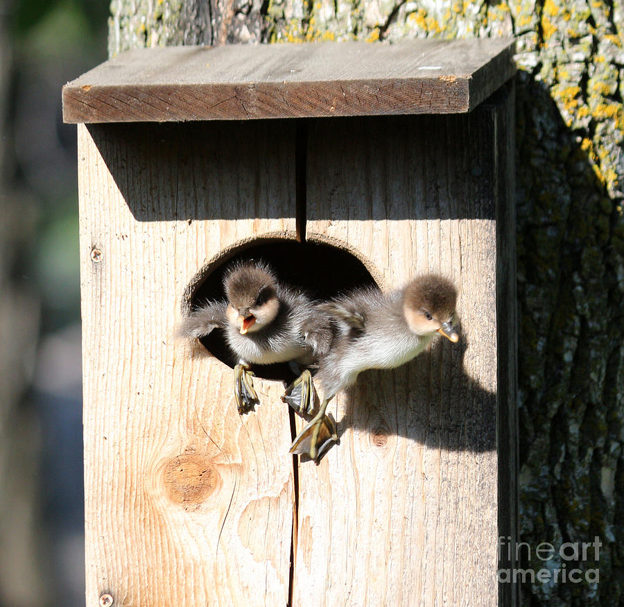 Duck Boxes